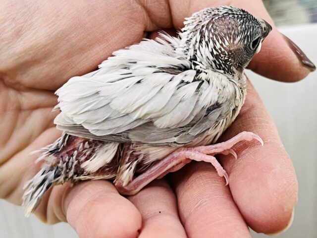 シルバー文鳥