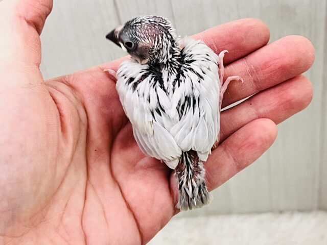 画像更新✨あなたの胸にカムバック❤️煌めくシルバー文鳥! シルバー文鳥