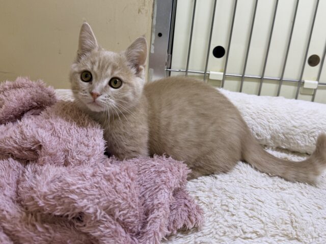 メロメロ注意❣️やんちゃなベタ慣れ君💗短足🐾マンチカンの男のコきました💫 マンチカン