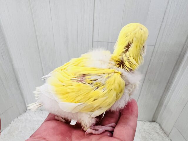ほんわかイエローがキュートなの💛小桜インコのクリームルチノー コザクラインコ(小桜インコ)