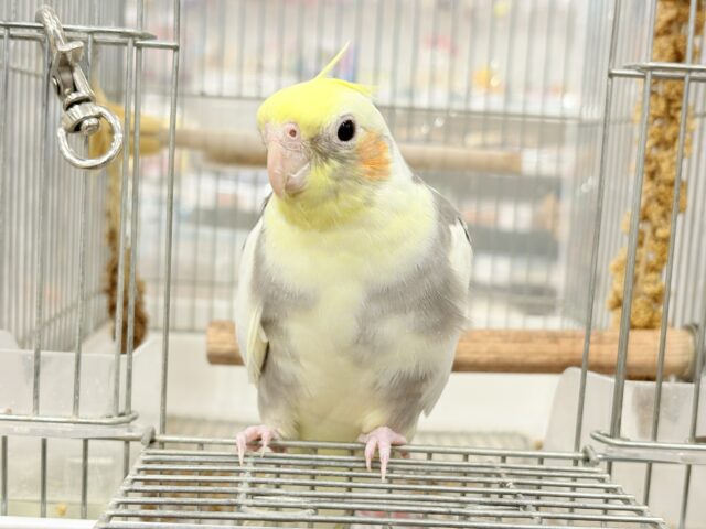 カキカキ好きな美形オカメちゃん🐥🩶オカメインコ(パイド) オカメインコ