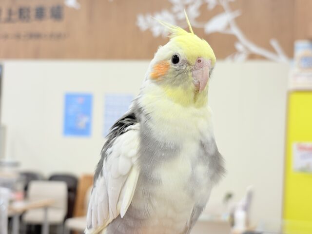 オカメインコ