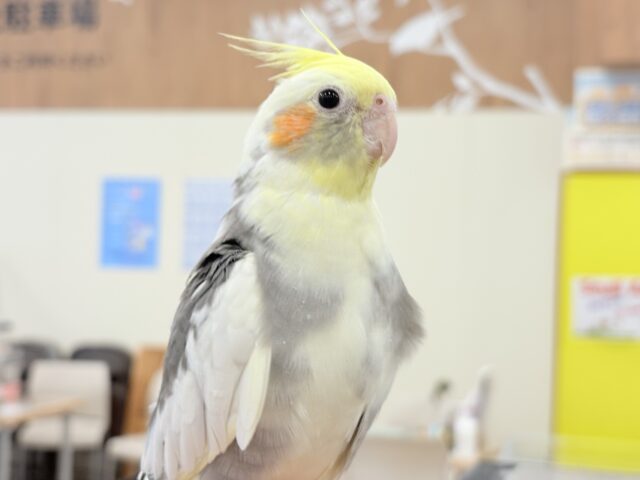カキカキ好きな美形オカメちゃん🐥🩶オカメインコ(パイド) オカメインコ