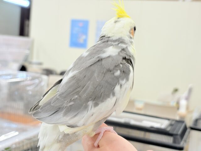 カキカキ好きな美形オカメちゃん🐥🩶オカメインコ(パイド) オカメインコ