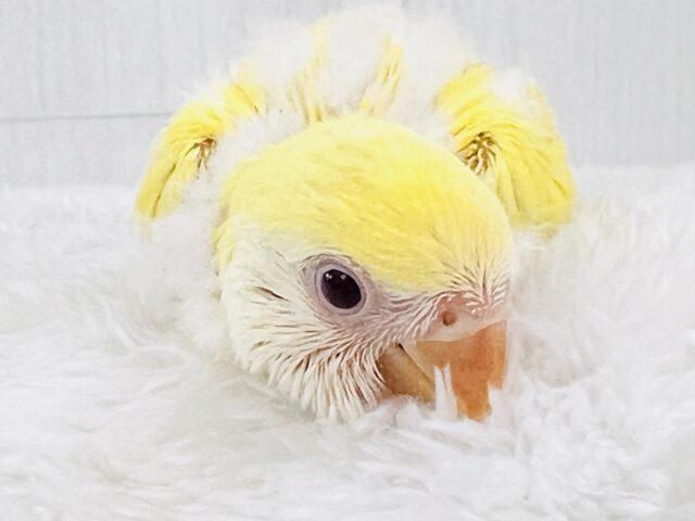 ほんわかイエローがキュートなの💛小桜インコのクリームルチノー コザクラインコ(小桜インコ)