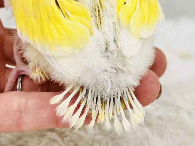 ほんわかイエローがキュートなの💛小桜インコのクリームルチノー コザクラインコ(小桜インコ)