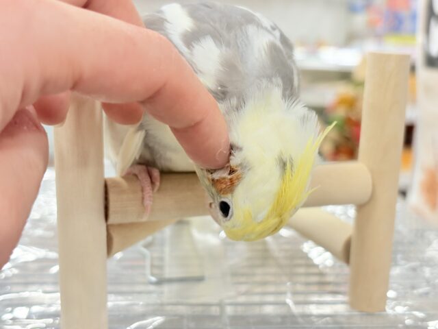 カキカキ好きな美形オカメちゃん🐥🩶オカメインコ(パイド) オカメインコ