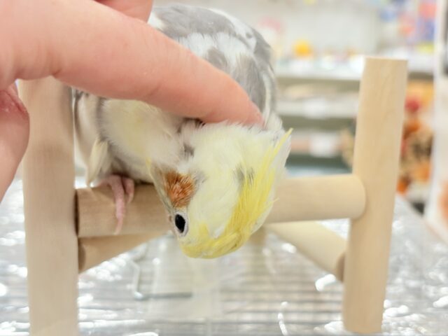 カキカキ好きな美形オカメちゃん🐥🩶オカメインコ(パイド) オカメインコ