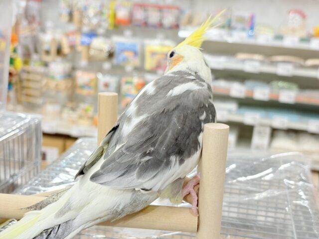 オカメインコ