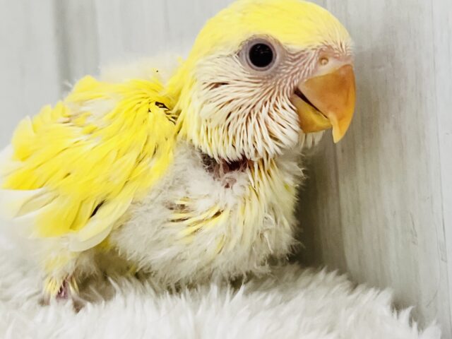 ほんわかイエローがキュートなの💛小桜インコのクリームルチノー コザクラインコ(小桜インコ)