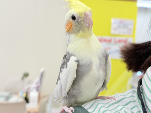 カキカキ好きな美形オカメちゃん🐥🩶オカメインコ(パイド) オカメインコ