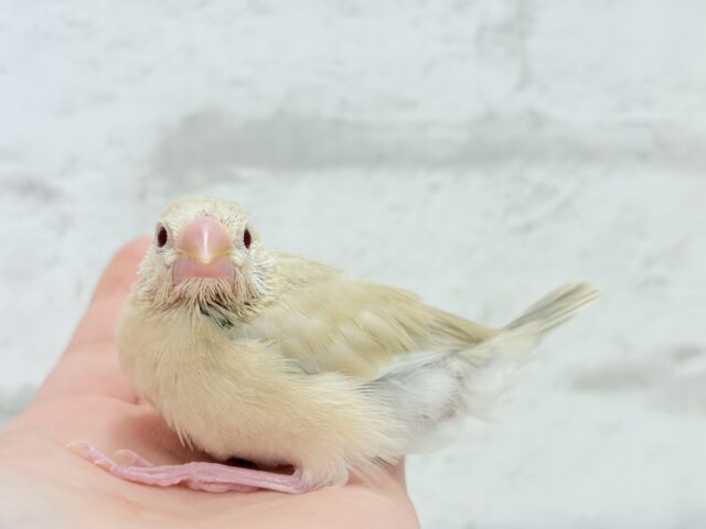 シナモン文鳥