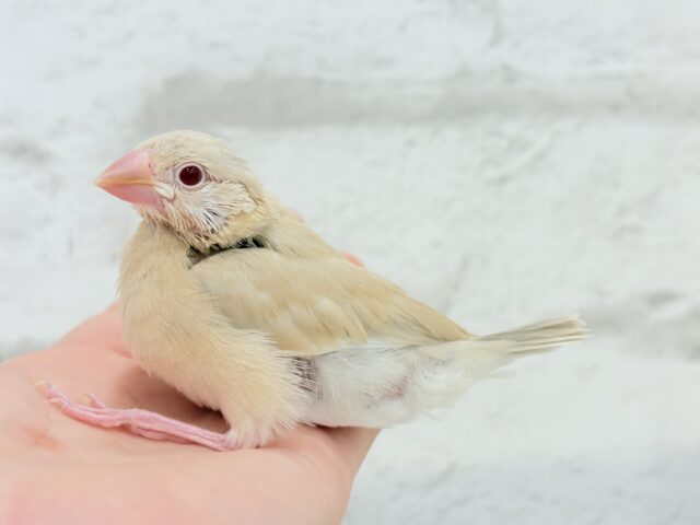 シナモン文鳥