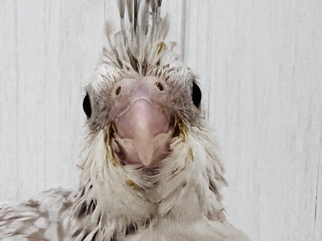 画像更新✨人大好き💗繊細なパール模様のオカメインコ(ホワイトフェイスシナモンパール) オカメインコ