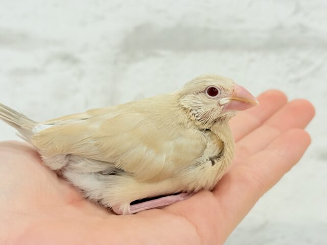 【最新画像更新🪄】ホットひと息ミルクティ☕️。oOクリーム添え🐣🍼シナモン文鳥 ヒナ シナモン文鳥