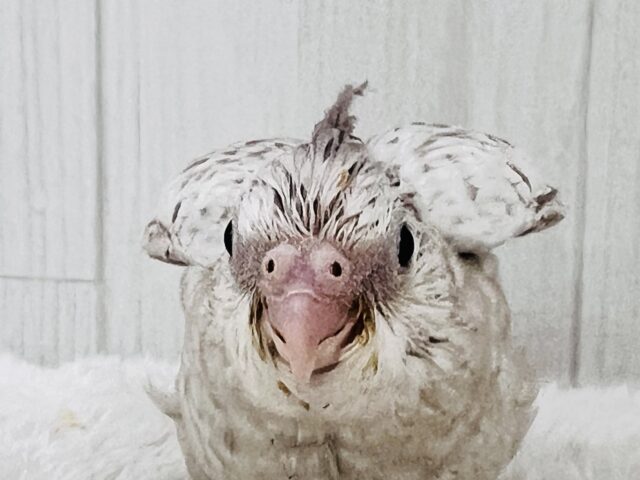 画像更新✨人大好き💗繊細なパール模様のオカメインコ(ホワイトフェイスシナモンパール) オカメインコ