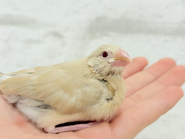 【最新画像更新🪄】ホットひと息ミルクティ☕️。oOクリーム添え🐣🍼シナモン文鳥 ヒナ シナモン文鳥