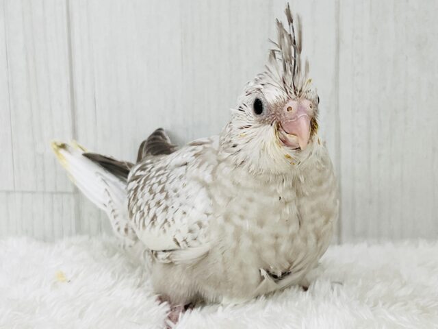 画像更新✨人大好き💗繊細なパール模様のオカメインコ(ホワイトフェイスシナモンパール) オカメインコ