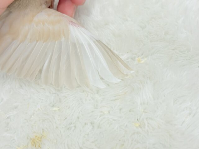【最新画像更新🪄】ホットひと息ミルクティ☕️。oOクリーム添え🐣🍼シナモン文鳥 ヒナ シナモン文鳥