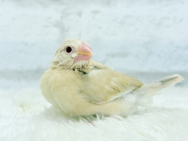 【最新画像更新🪄】ホットひと息ミルクティ☕️。oOクリーム添え🐣🍼シナモン文鳥 ヒナ シナモン文鳥