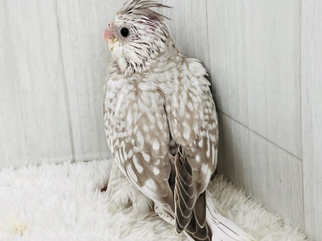 画像更新✨人大好き💗繊細なパール模様のオカメインコ(ホワイトフェイスシナモンパール) オカメインコ