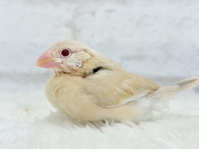 シナモン文鳥
