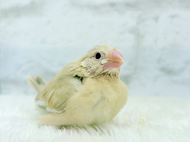 シナモン文鳥