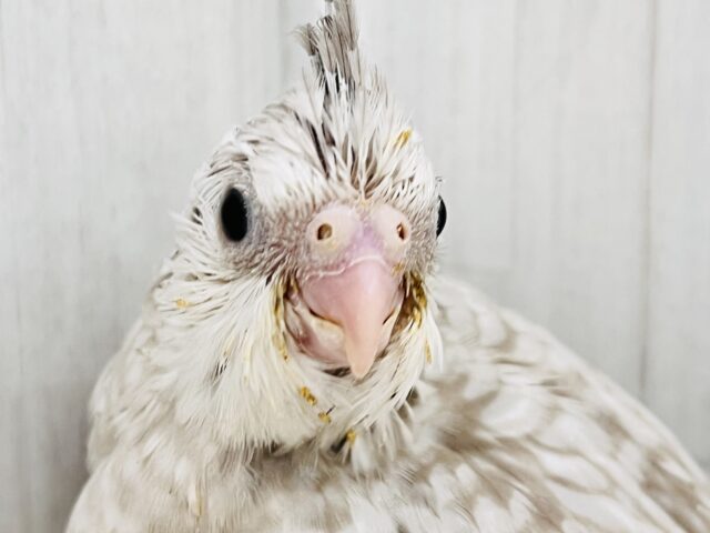 画像更新✨人大好き💗繊細なパール模様のオカメインコ(ホワイトフェイスシナモンパール) オカメインコ