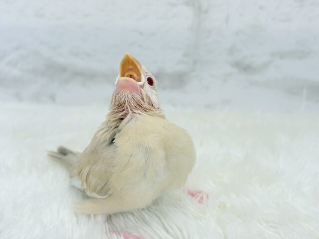 【最新画像更新🪄】ホットひと息ミルクティ☕️。oOクリーム添え🐣🍼シナモン文鳥 ヒナ シナモン文鳥