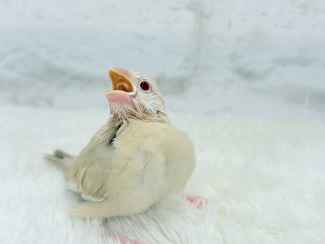 シナモン文鳥