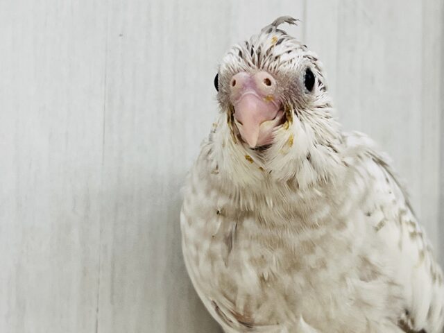 画像更新✨人大好き💗繊細なパール模様のオカメインコ(ホワイトフェイスシナモンパール) オカメインコ