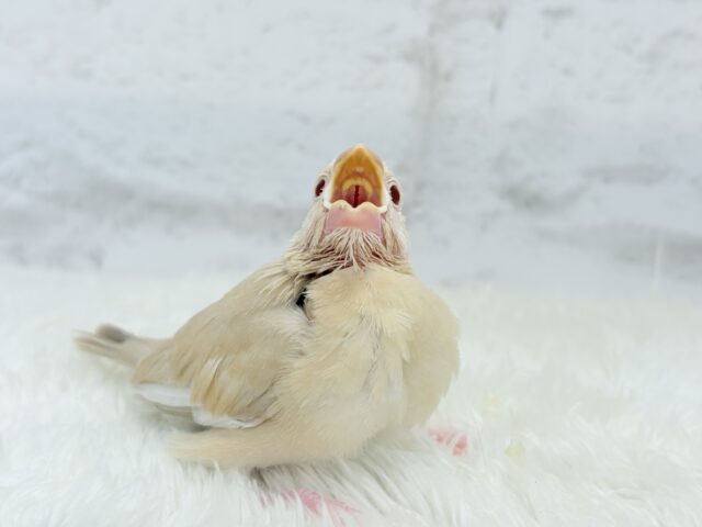 シナモン文鳥
