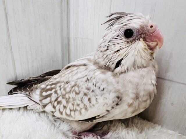 画像更新✨人大好き💗繊細なパール模様のオカメインコ(ホワイトフェイスシナモンパール) オカメインコ