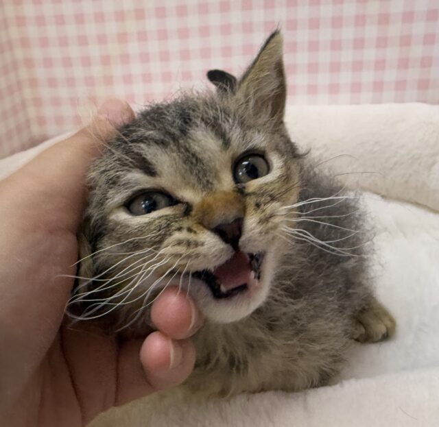 ラムキン