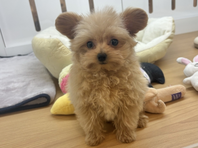 ポメプー