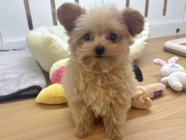 ポメプー