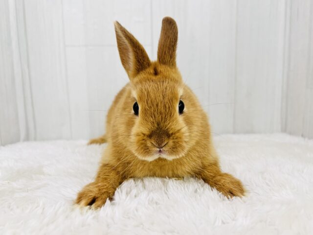 絵本に出てきそうな可愛さ♡📚しっかりオレンジ🧡ネザーランドドワーフラビット🐰 ネザーランドドワーフ