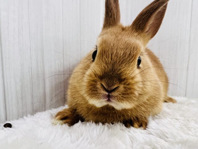 絵本に出てきそうな可愛さ♡📚しっかりオレンジ🧡ネザーランドドワーフラビット🐰 ネザーランドドワーフ