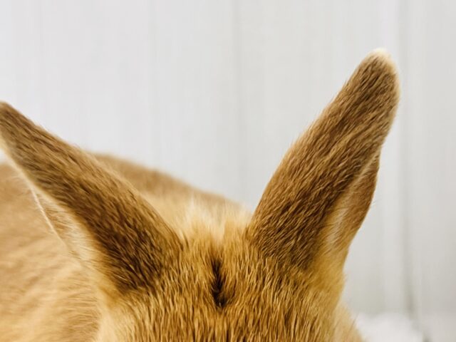 絵本に出てきそうな可愛さ♡📚しっかりオレンジ🧡ネザーランドドワーフラビット🐰 ネザーランドドワーフ