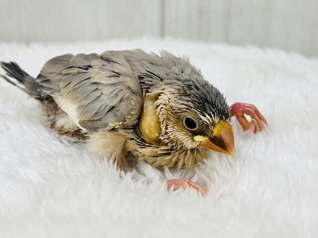 パステル文鳥