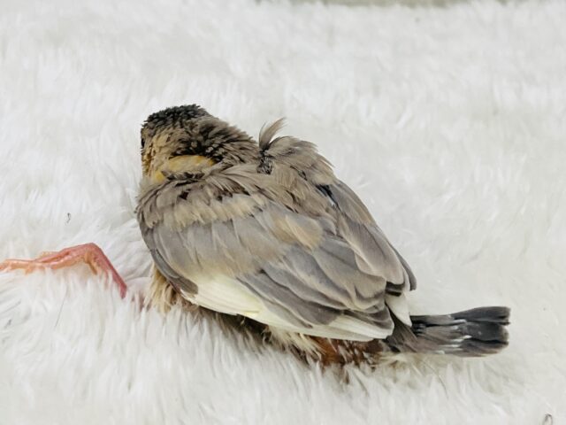 ワクワクしちゃう💖特別なの🎶パステル文鳥入舎しました🌟 パステル文鳥