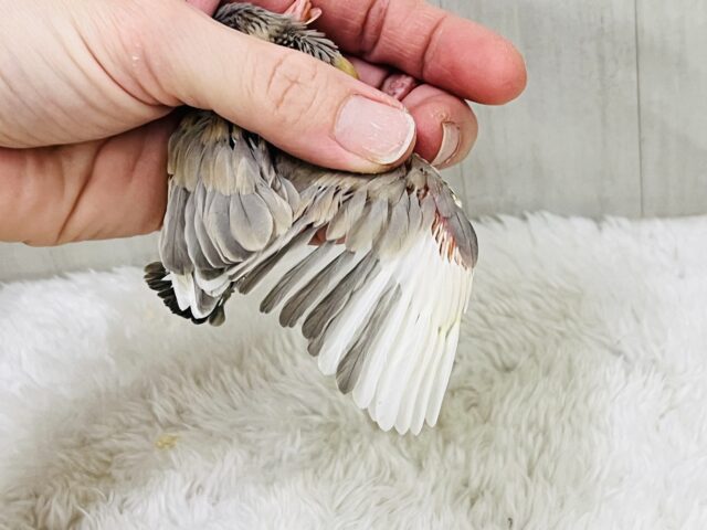 パステル文鳥