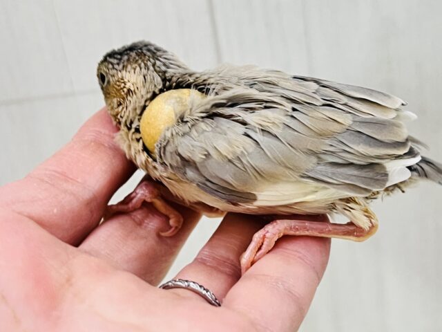 パステル文鳥