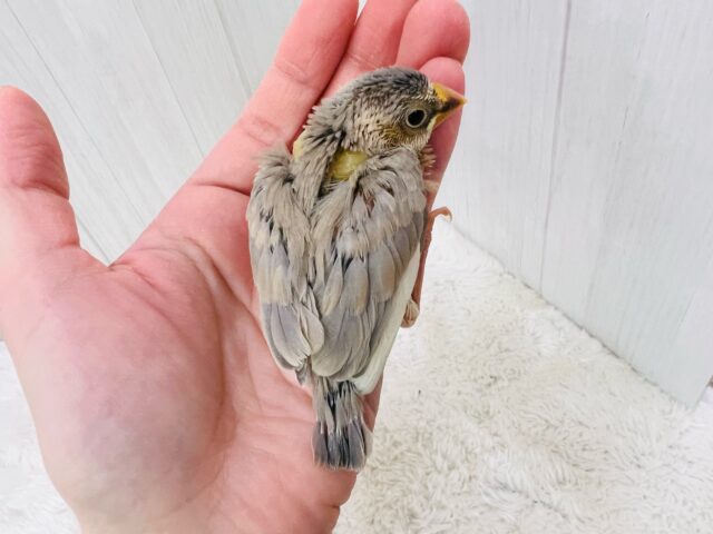 ワクワクしちゃう💖特別なの🎶パステル文鳥入舎しました🌟 パステル文鳥