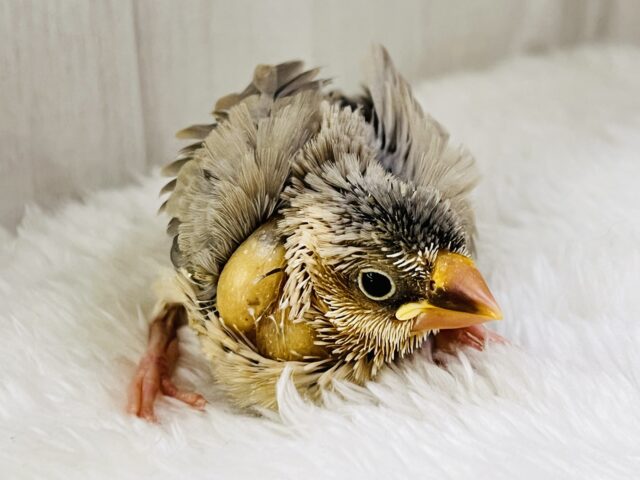 ワクワクしちゃう💖特別なの🎶パステル文鳥入舎しました🌟 パステル文鳥