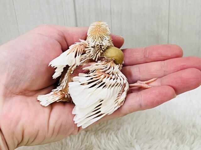 画像更新☆フワッとカフェモカ☕️透き通った瞳がキラリン✨アルビノ文鳥!! アルビノ文鳥