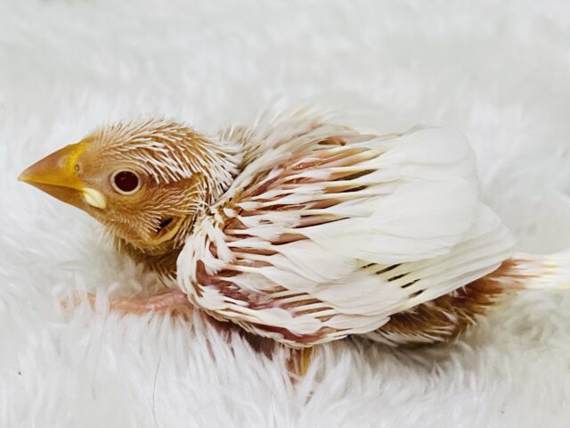アルビノ文鳥
