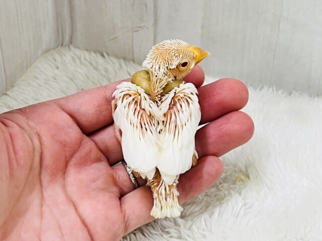 アルビノ文鳥