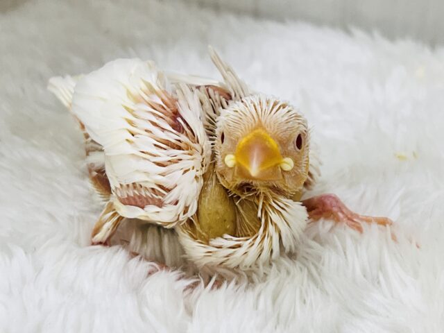 アルビノ文鳥
