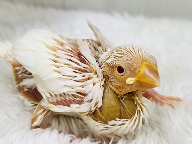 画像更新☆フワッとカフェモカ☕️透き通った瞳がキラリン✨アルビノ文鳥!! アルビノ文鳥